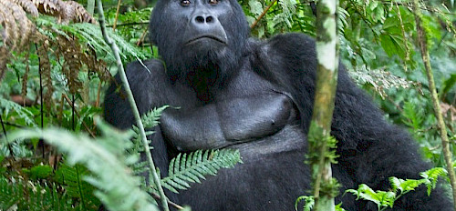 1 Day Rwanda Gorilla Trekking Tour