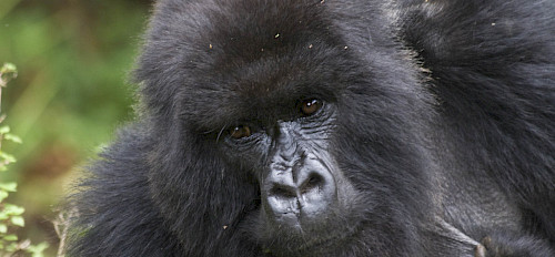 2 Tage Berggorilla Gorilla Safari in Ruanda