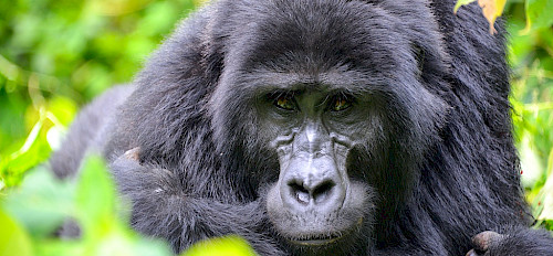 2 tage Uganda gorilla trekking safari ab Kigali