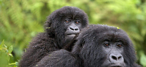 Bwindi-Berggorillas