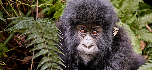 3 Tage Östliches Flachlandgorilla-Trekking im Kongo