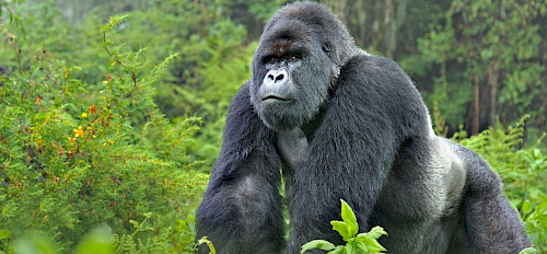 6 Tage Gorilla-Trekking in Ruanda und Uganda