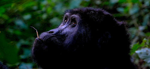 2 Weeks Uganda Itinerary: Gorilla Trekking & Wildlife Safari