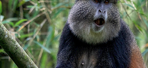 4 Days Rwanda Gorillas and Golden monkey Trekking