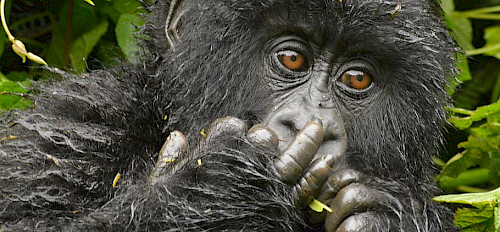 rwanda virunga mountains gorilla