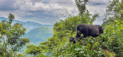 5 Tage Uganda Gorilla Trekking und Wildlife Safari