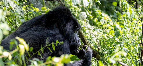 Gorilla im Vulkan-Nationalpark