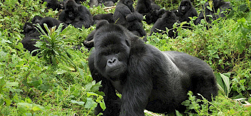 8 Tage Gorilla Safari in Uganda, Ruanda und Kongo