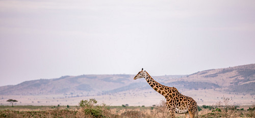 Giraffe, 2 Tage Akagera Nationalpark Safari