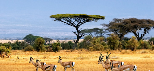 antelopes in uganda