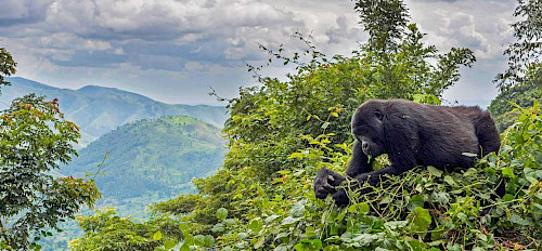 bwindi double gorilla trekking