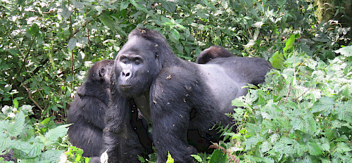 1-tägiges Gorilla-Trekking in Bwindi ab Kigali