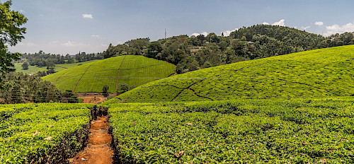 1-Day Kiambethu Tea Farm Tour