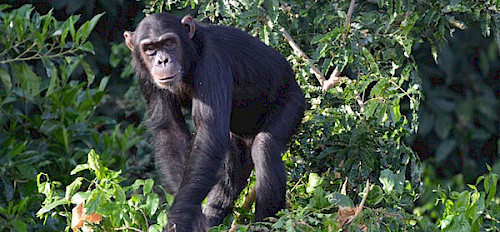 1-day ngamba island chimpanzee sanctuary tour