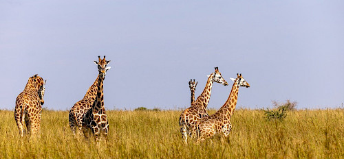 2 Tage Murchison Falls Nationalpark Safari