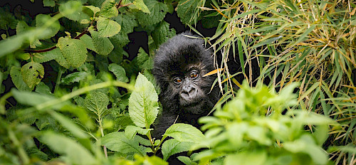 3 Tage Gorilla Trekking Safari in Ruanda